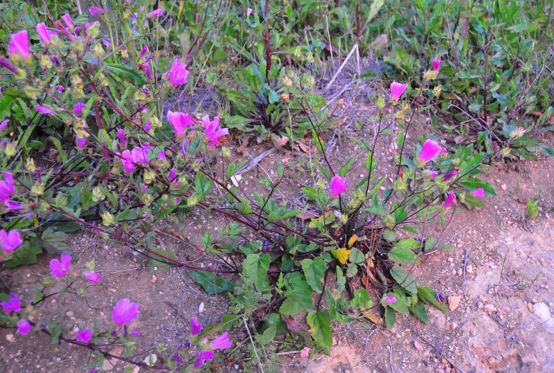 pianta dai fiori rosa acceso - Malope malacoides